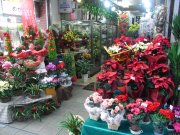 「元町フラワー」　（兵庫県神戸市中央区）の花屋店舗写真2